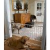 PetRun PR700 Dog Treadmill